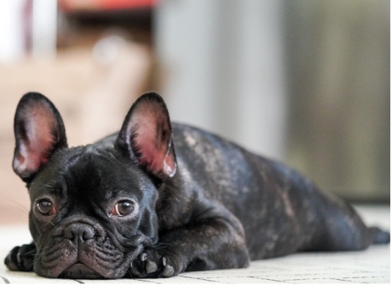 老年犬的常见疾病有哪些