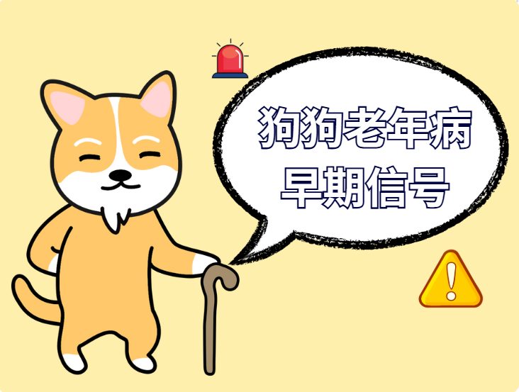 狗狗7岁＝人类50岁！警惕这些老年病的早期信号