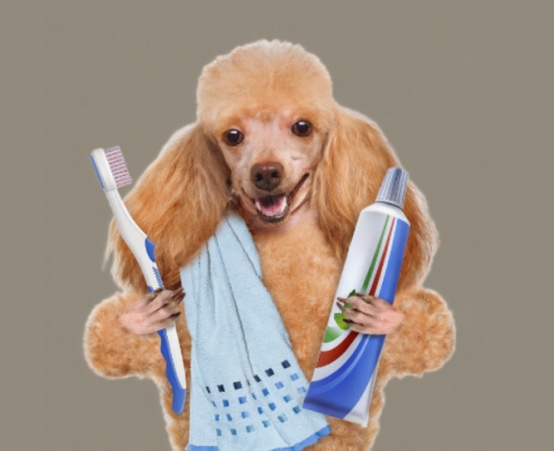 狗狗刷牙可以用人类牙膏吗? 狗狗刷牙可以用人类牙膏吗?