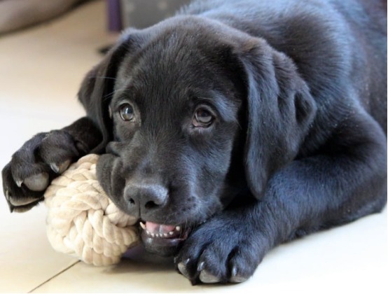 狗狗刷牙 狗狗刷牙