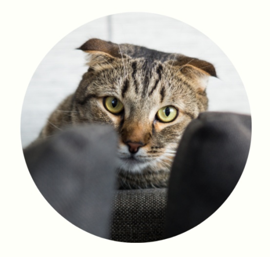 怎么判断猫咪的心情？