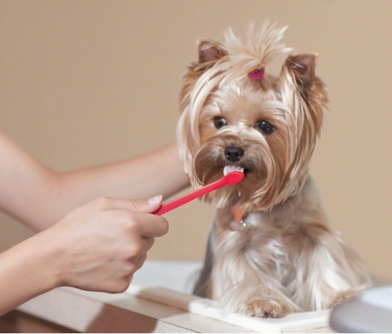 怎么给狗狗刷牙? 怎么给狗狗刷牙?