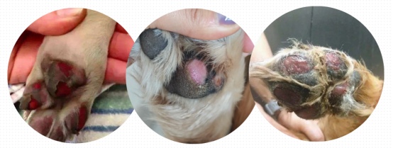 狗狗脚垫被烫伤了怎么办