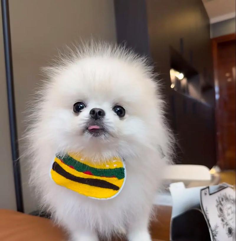如何正确饲养幼犬博美？（保暖是关键，方法很重要）