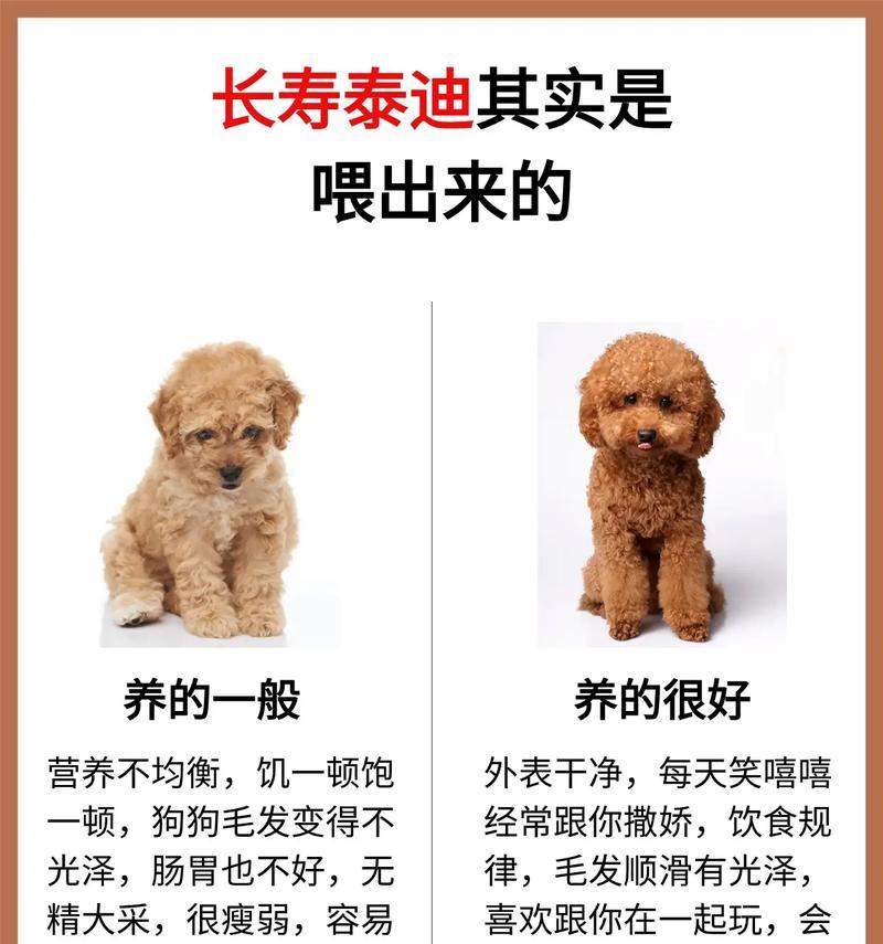泰迪幼崽洗澡的最佳频率（了解适宜给泰迪幼崽洗澡的时间间隔）