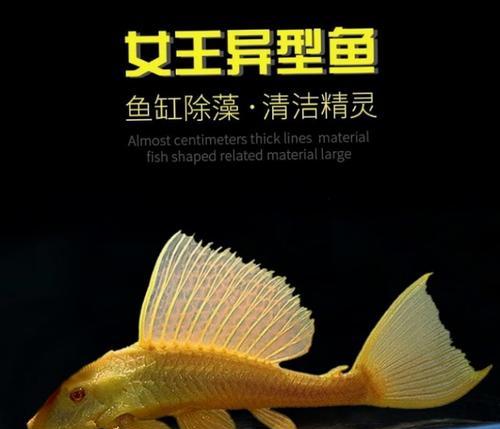 黑色观赏鱼的多样品种（探索黑色美丽，彰显独特魅力）