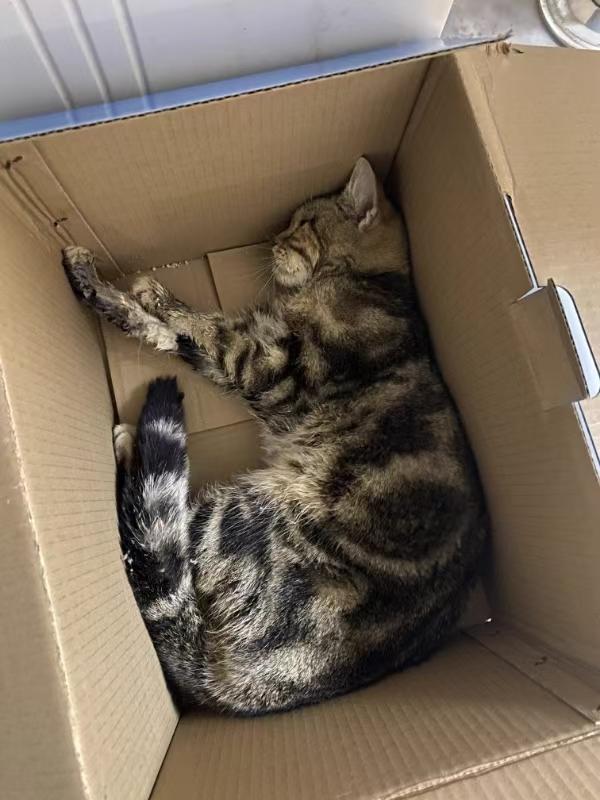 猫咪驱虫后呕吐死亡，“凶手”究竟是谁？