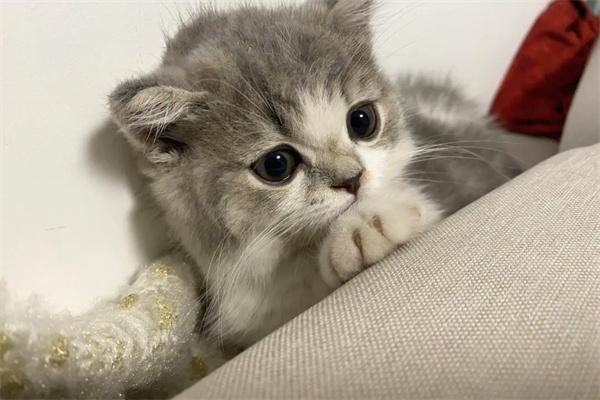 长期笼养猫咪会怎么样? 长期笼养猫咪会怎么样?