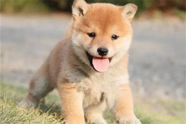 流浪狗容易携带哪些病菌? 流浪狗容易携带哪些病菌?