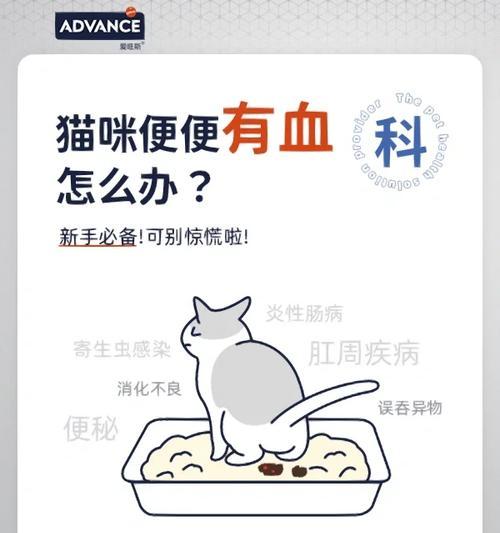 猫的排便频率及健康状况探究（猫每日排便次数的关键影响因素与健康保障措施）