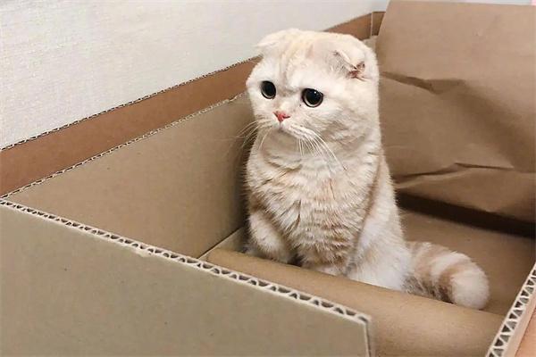 猫咪不同眼神的表达含义