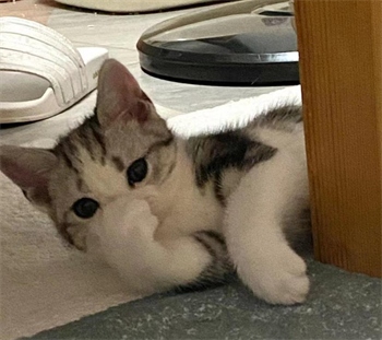 喵洁客猫砂除臭吗