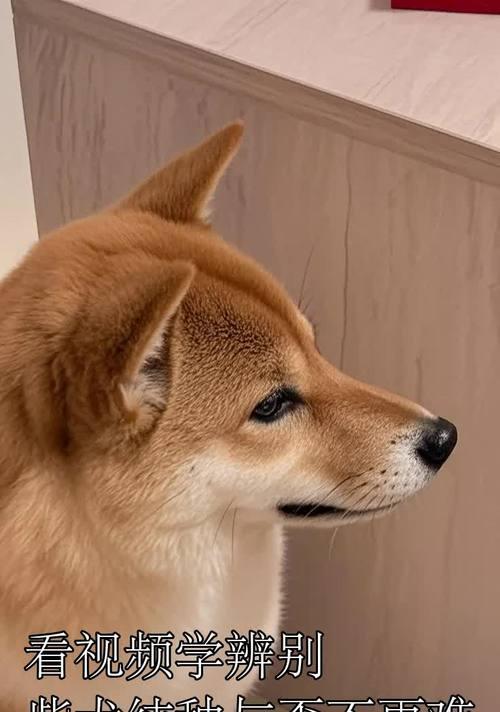 如何辨别纯种柴犬的脚趾和爪子？（纯种柴犬爪子的颜色是什么？）