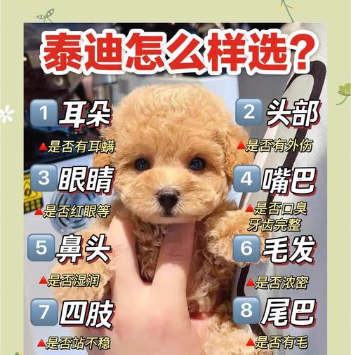 探究泰迪狗的价格和影响因素（了解泰迪狗的市场价格及影响泰迪狗价格的因素）