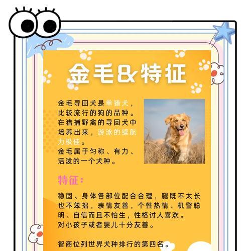 金毛的尴尬期是什么时候？（揭秘金毛长大后的成长阶段及关键问题）