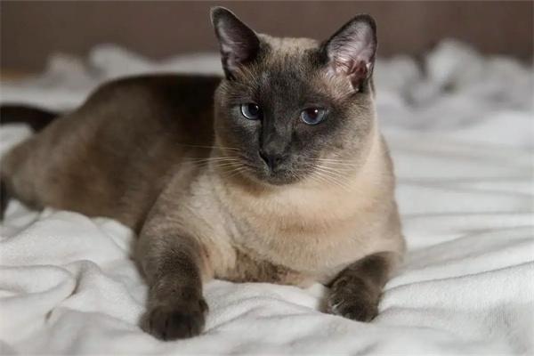 猫咪喜欢在什么地方生产？