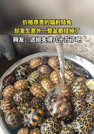 文章详情图片
