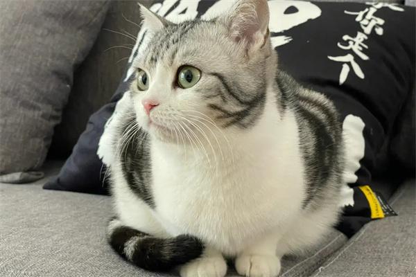 猫咪常见的坏习惯