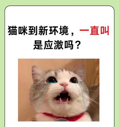 小猫熟悉环境的时间和过程（探索新家的宝贝猫咪是怎样逐渐适应的）
