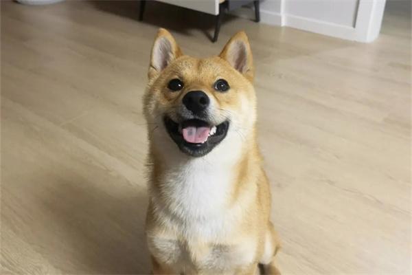 狗狗口臭如何避免？