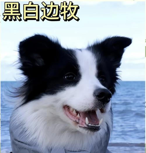 文章详情图片