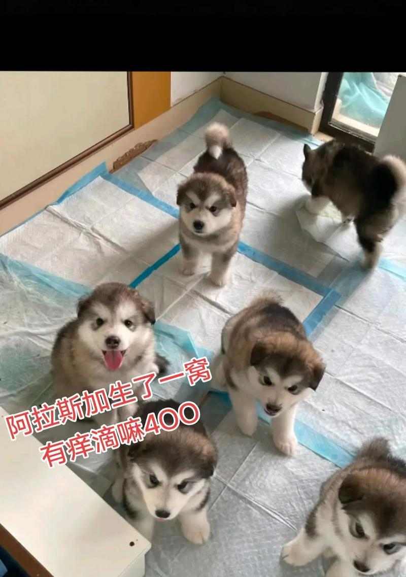 探索阿拉斯加的配窝奇观（揭秘阿拉斯加孕育新生命的神秘过程）