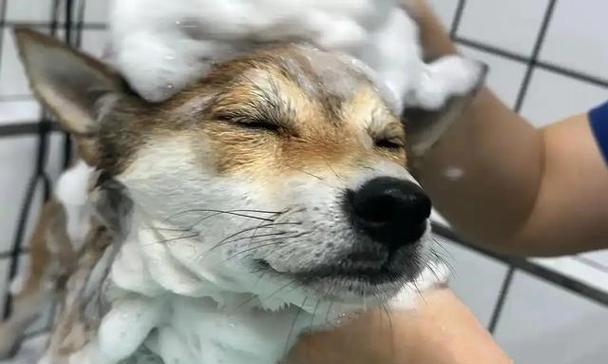 文章详情图片