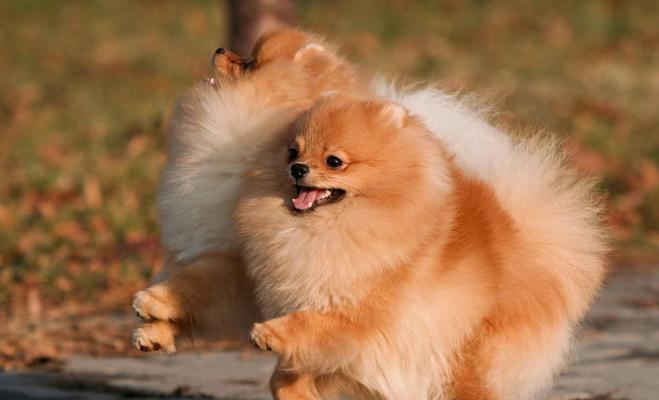 博美犬的缺点与不足（了解博美犬的不好之处，做出明智的选择）