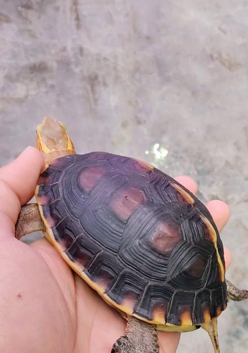 文章详情图片