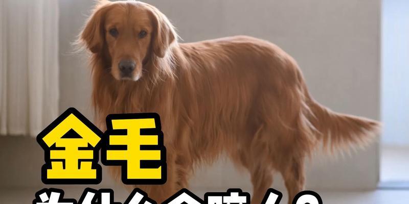 养金毛须知（宠物主人必知的15个金毛养育要点）