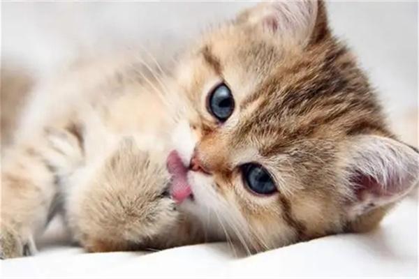 猫咪玻璃胃是什么原因导致的？