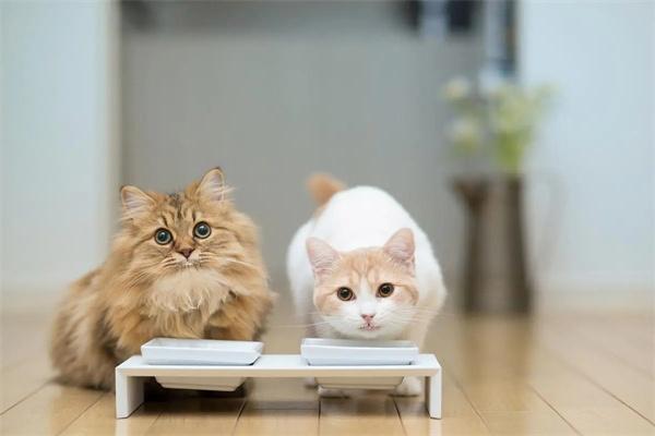 猫咪玻璃胃