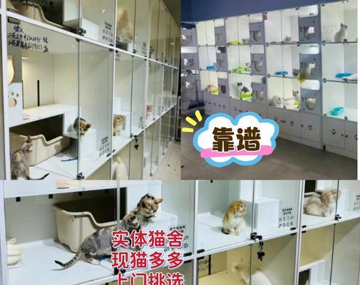 2022年宠物猫行情价格分析（宠物猫价格走势及未来预测，）