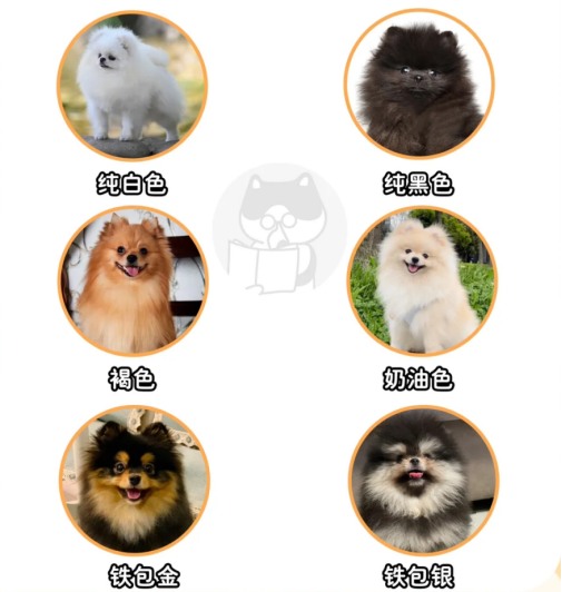 博美犬毛色
