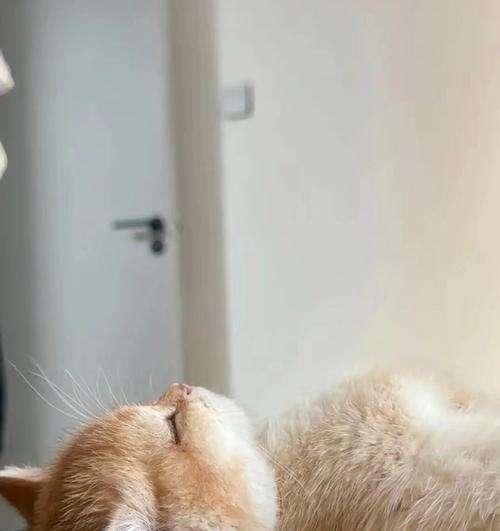 小猫的睡眠习惯（探究刚出生的小猫为什么总在睡觉）