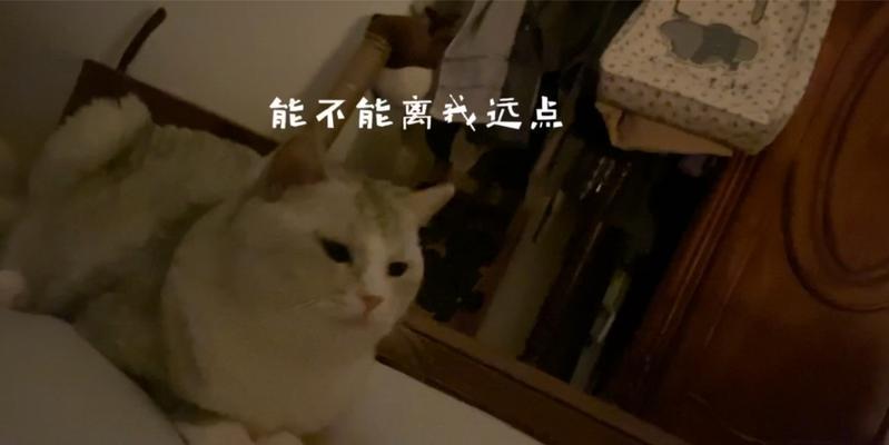 大猫不肯给小猫喂奶的解决方法（小猫渴望奶水，大猫应该如何应对？）