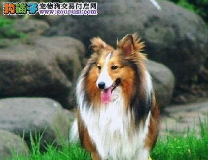 文章详情图片