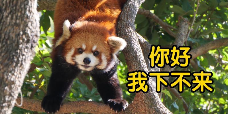 文章详情图片