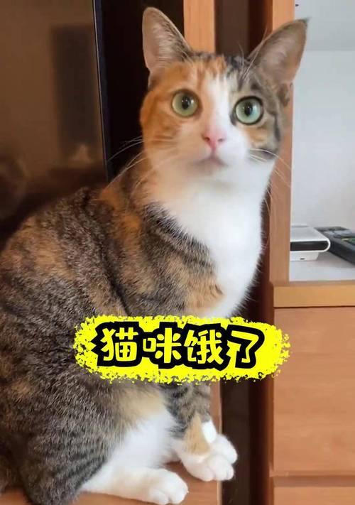 小猫咪不满2月饮食安排（如何给不满2月的小猫咪科学合理地安排饮食？）