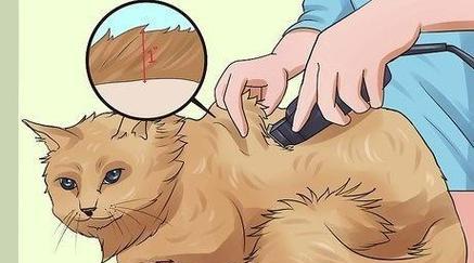 给小猫剃毛真的能让它更凉快吗？（夏天照顾小猫，别乱剃毛！）