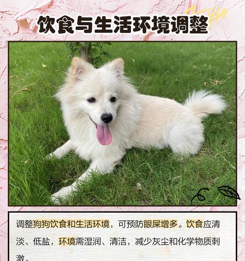 揭秘狗狗眼屎多的真正原因（从营养、健康、环境三方面解析狗狗眼屎多的成因）