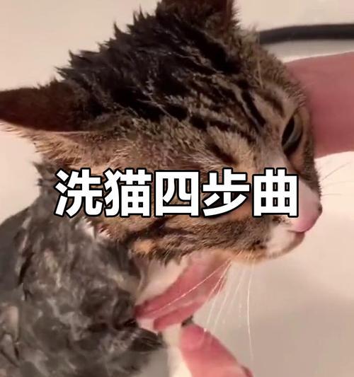 冬季猫咪洗澡攻略（冬季宠物保洁小技巧，让猫咪健康舒适过冬）