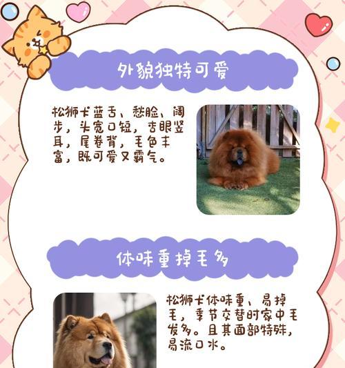 成犬松狮的每日狗粮摄入量（如何科学合理地喂养您的松狮）