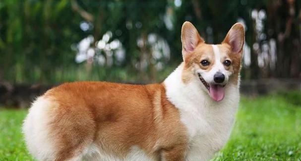探索宠物狗世界（从阿富汗猎犬到约克夏梗，了解世界各地的宠物狗种类）