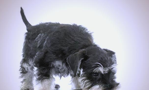 雪纳瑞犬（探索雪纳瑞犬的可爱与亲密）