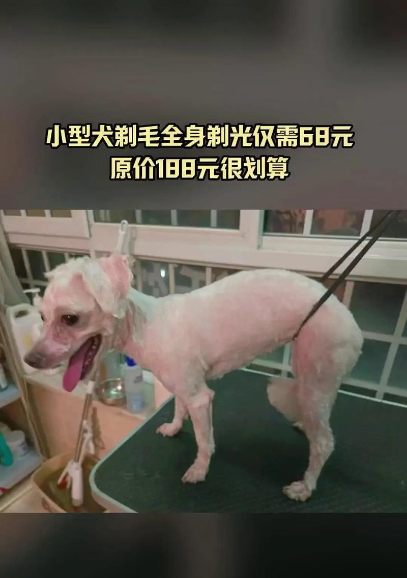 泰迪剃毛时间长短揭秘（探究泰迪剃毛需要多长时间，帮你做好准备）