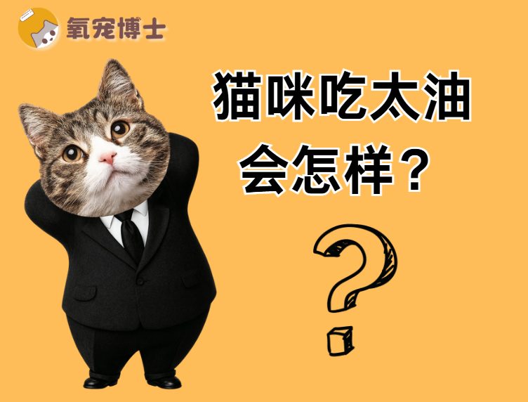 猫咪吃太油会怎么样？
