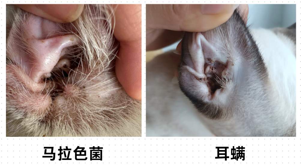 猫咪耳朵臭臭的