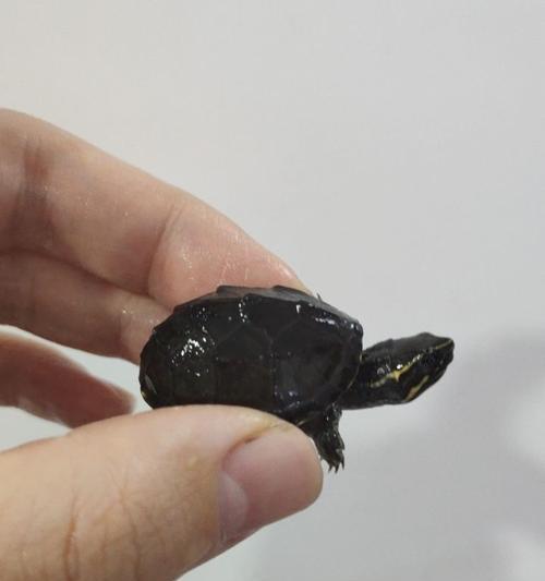 文章详情图片