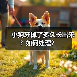 小狗牙掉了多久长出来?如何处理?(图2) 小狗牙掉了多久长出来?如何处理?(图2)